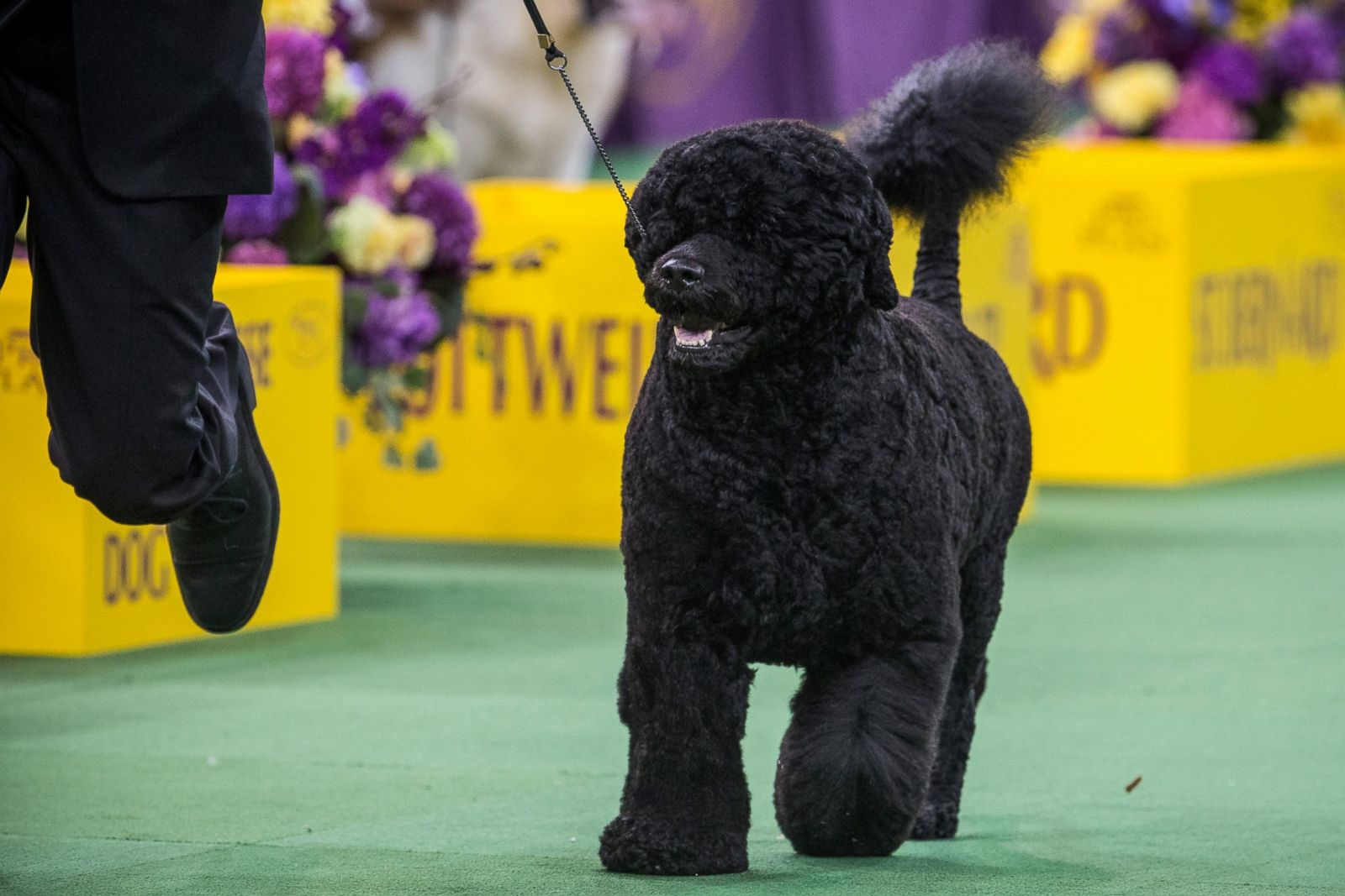 The 2015 Westminster Kennel Club Dog Show Photos ABC News